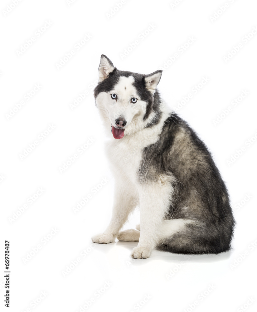 Seated Alaskan Malamute or Husky Dog Isolated on White