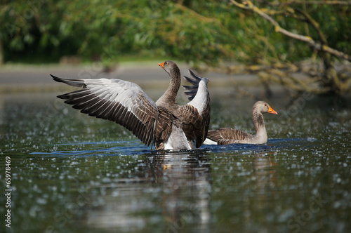 Greylag Goose, Anser anser © Maciej Olszewski