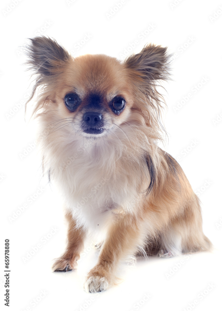 chihuahua chihuahua