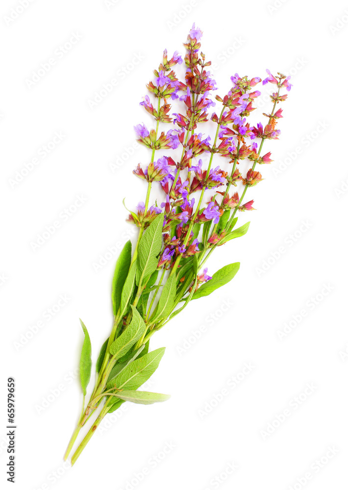 Naklejka premium The Common Sage (Salvia officinalis).