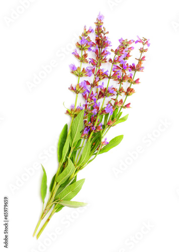 Fototapeta Naklejka Na Ścianę i Meble -  The Common Sage (Salvia officinalis).