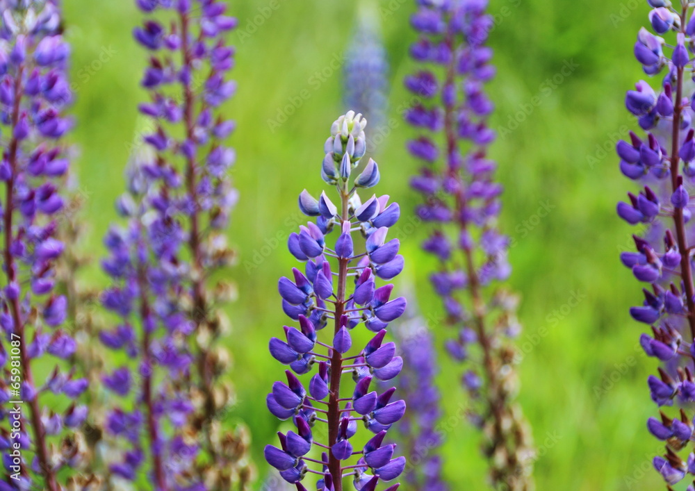Blue Lupines with green background Blue Lupines with green background