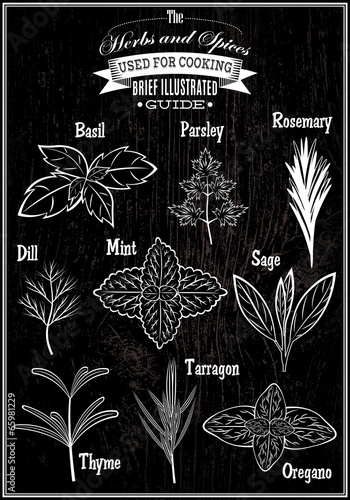 set vector images plant herbs for cooking