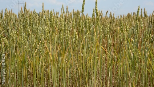 Wheat on wind photo