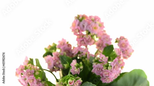 Kalanchoe Calandiva flowers photo