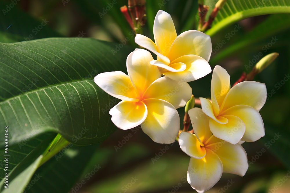 Fototapeta premium White frangipani flowers is blooming in the early morning.