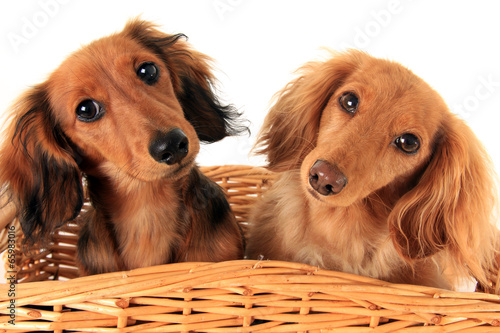 Dachshund puppies.