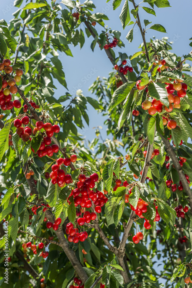 cherry tree cherry tree