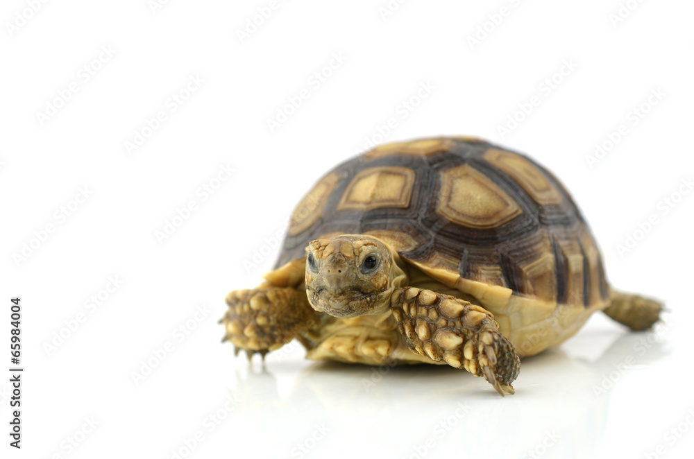 Obraz premium turtle on white background