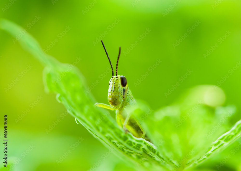 grasshopper peeping on a leaf over green background grasshopper peeping on a leaf over green background