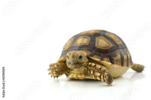 turtle on white background