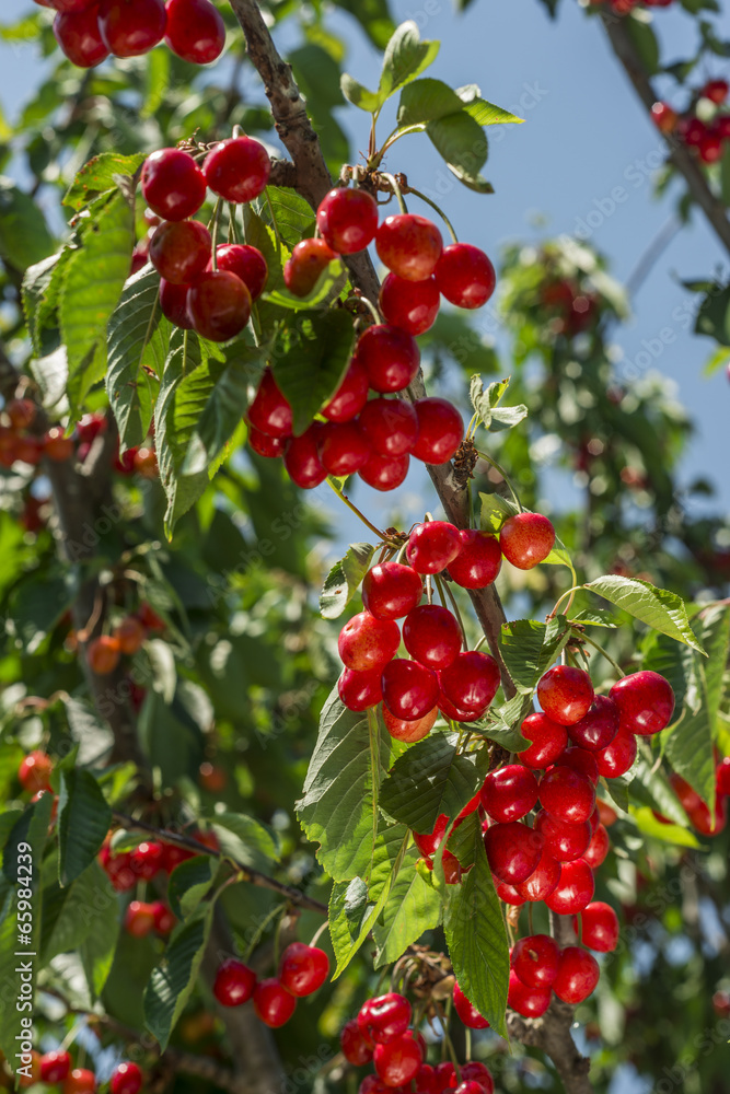 cherry tree cherry tree