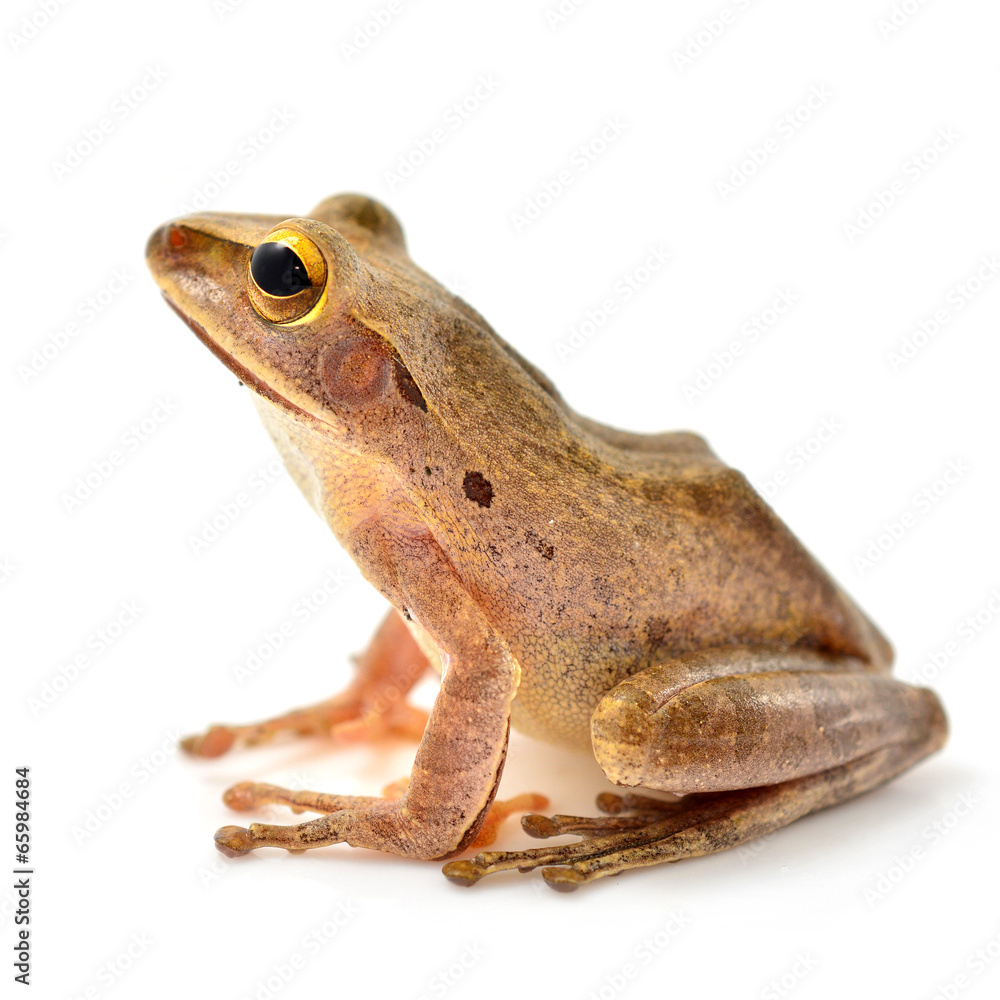 Naklejka premium Shrub frog