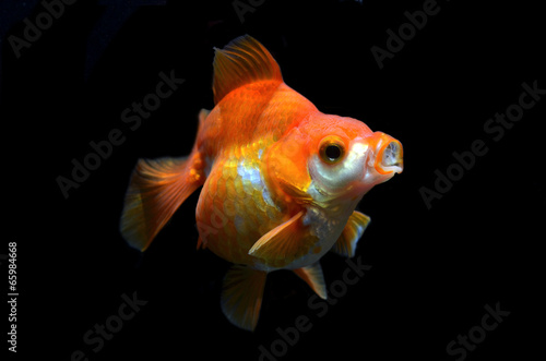 goldfish on black background