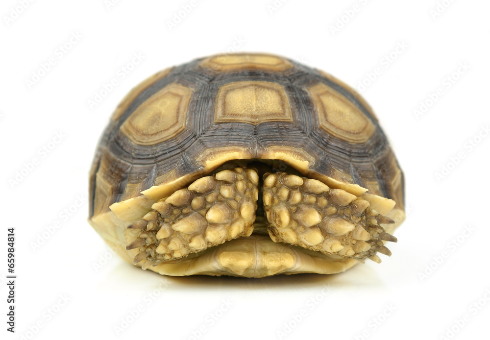 turtle on white background turtle on white background