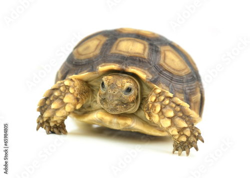 turtle on white background