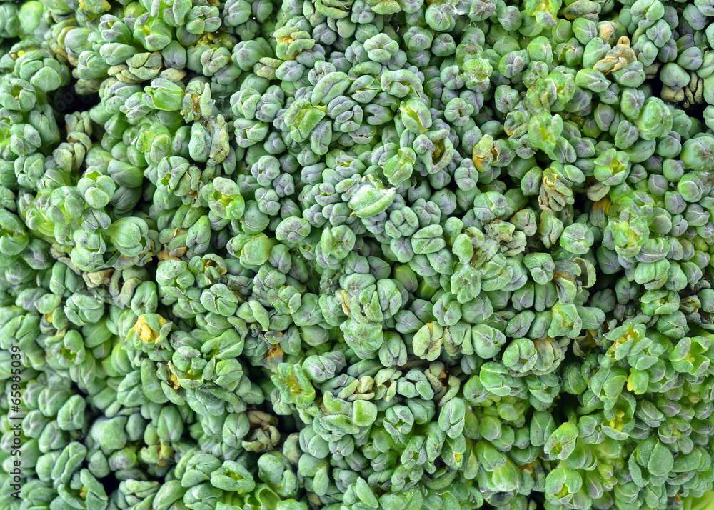 close-up photo of green broccoli close-up photo of green broccoli