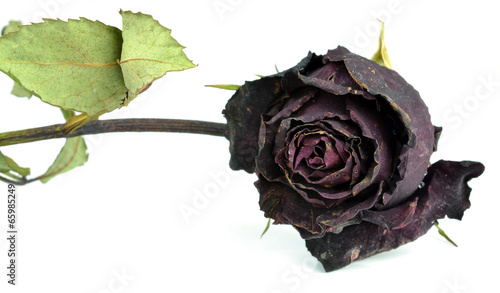 Billede på lærred rose dried  flower with dried leafs isolated white background