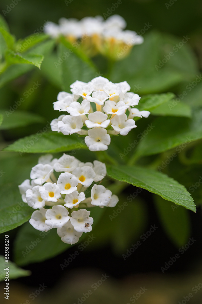 Fototapeta premium white lantana flower