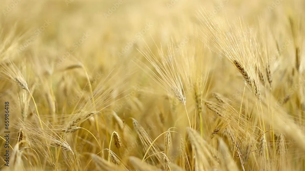 Wheat close-up. Wheat close-up.