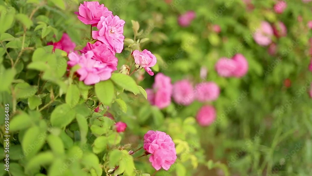 Fields of tearose. Fields of tearose.