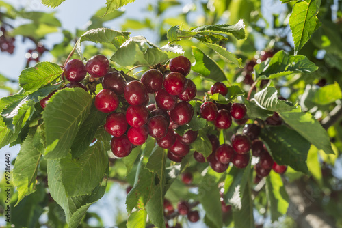 Valokuva cherry tree