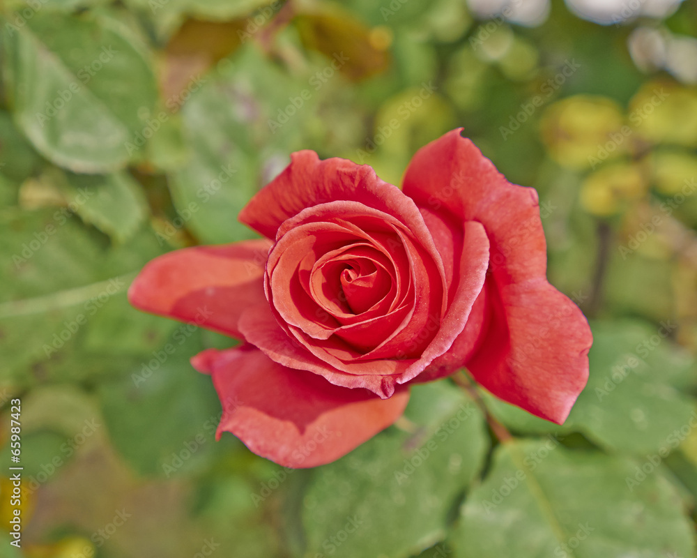 rose flower closeup, natural background rose flower closeup, natural background