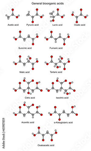 Basic bioorganic acids - structural chemical formulas photo