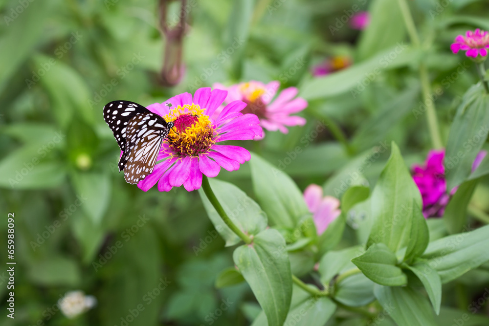 Butterfly feeding on zinnia flower Butterfly feeding on zinnia flower