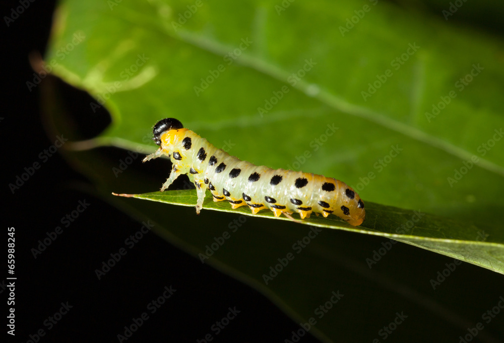 Caterpillar on oak leaf