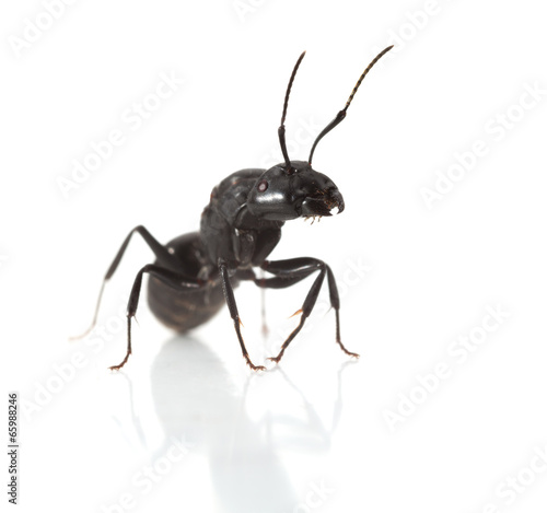 Ant portrait © abet