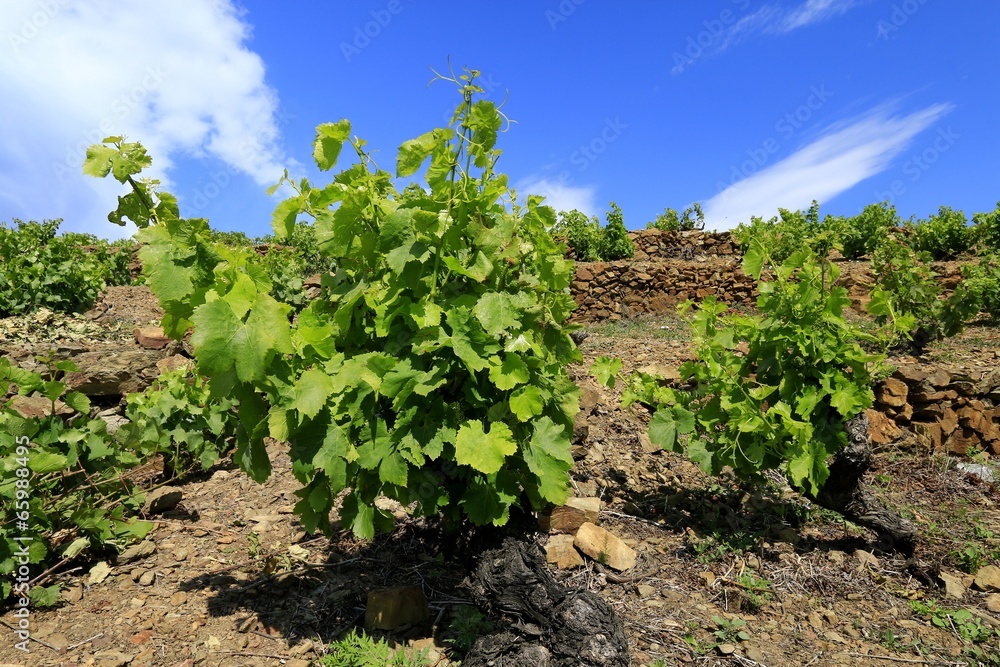 Vigne, vignoble de Banyuls	