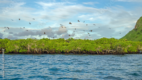Flying foxes on the background of mangroves. Indonesia. Komodo