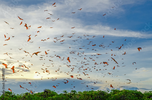 Flying foxes photo