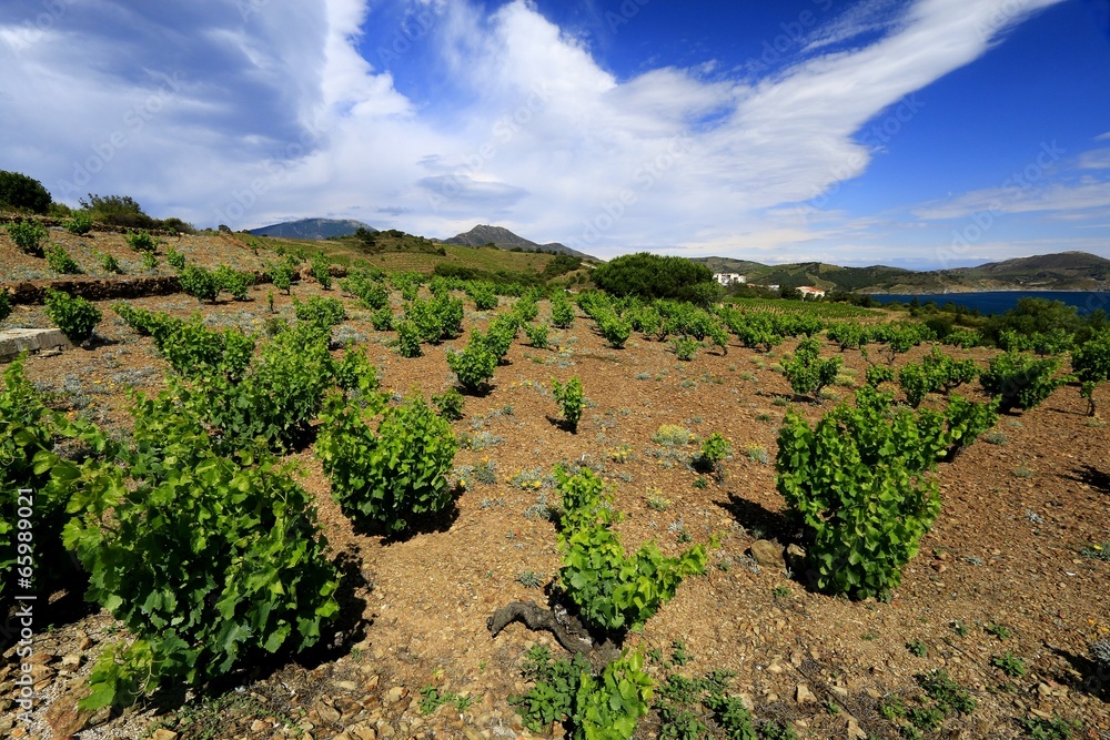 Vignoble et terroir de Collioure et Banyuls