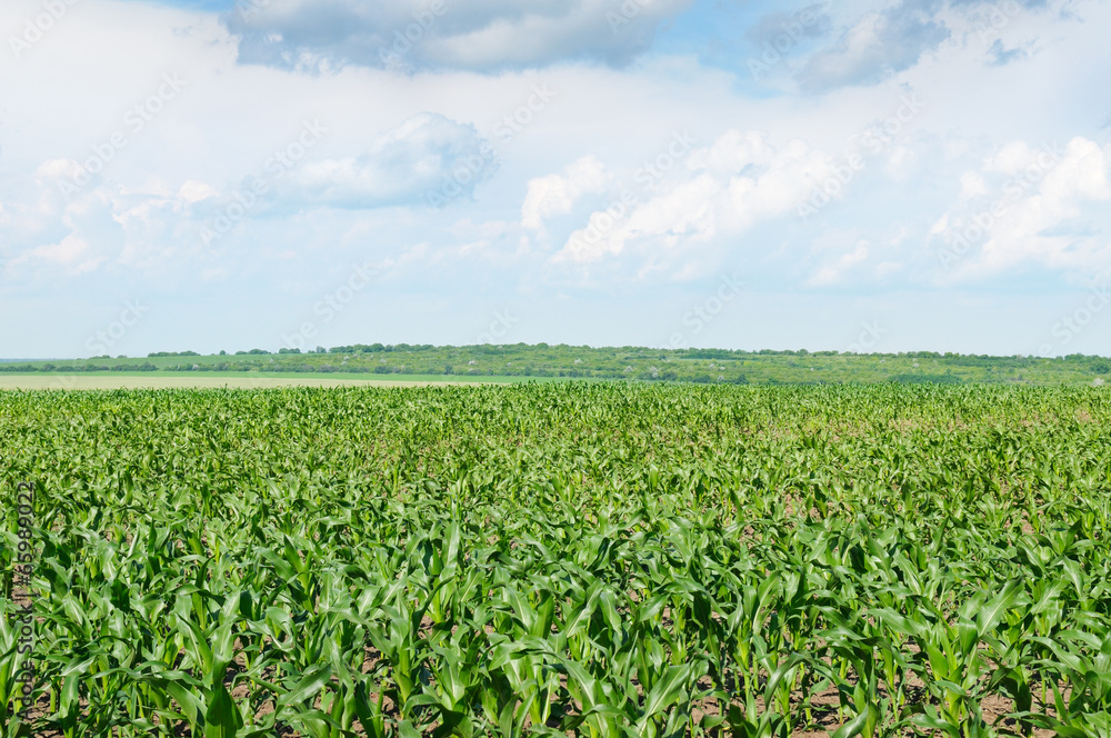 corn field with the young shoots corn field with the young shoots