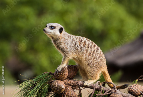 Pine Cone Meerkat © rghenry