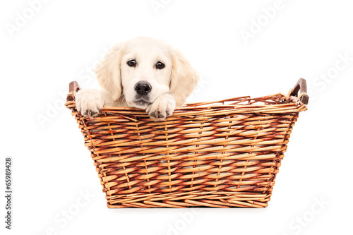 Cute puppy peeking from a basket