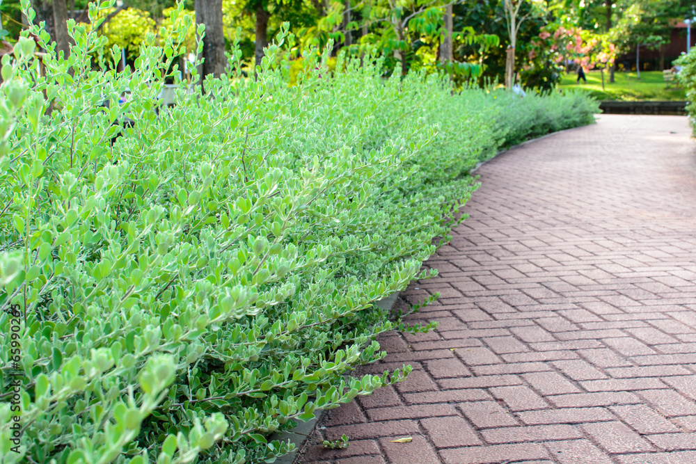 Obraz premium plant around sidewalk