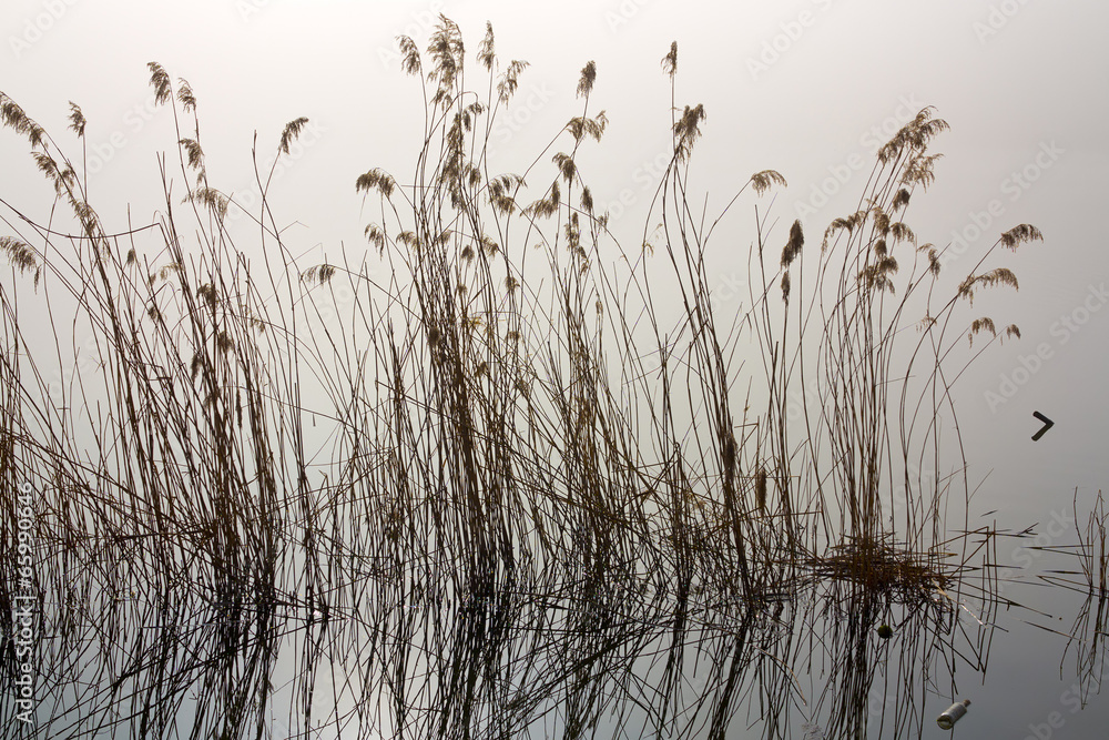 Obraz premium misty morning by the river