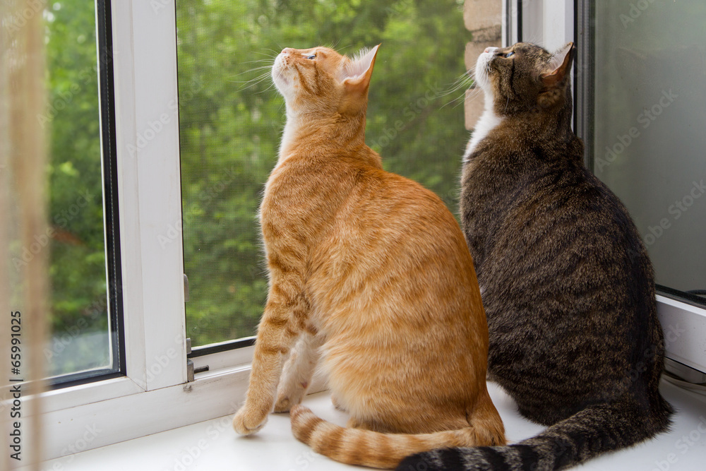 Two cat sitting on the window sill