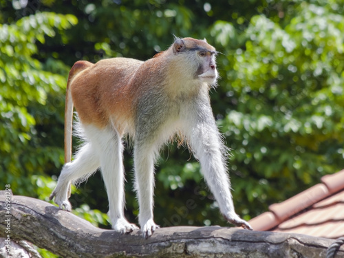 Photography Patas monkey (Erythrocebus patas)