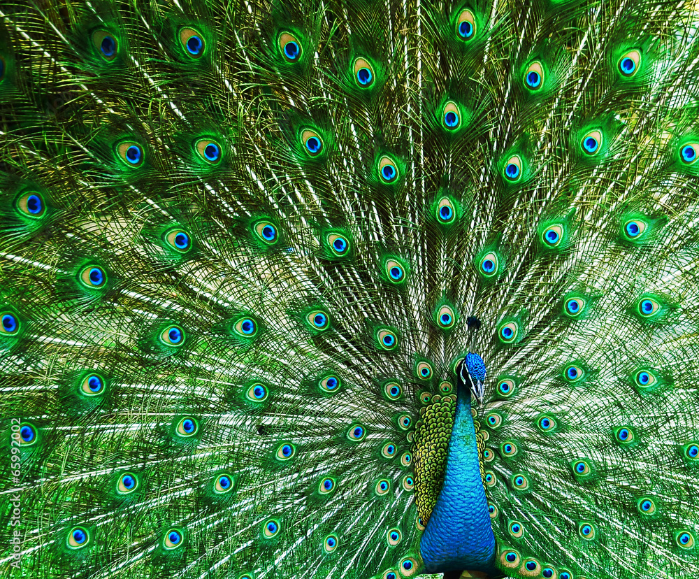 Fototapeta premium Green beautiful peacock