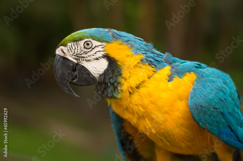 Portrait of Macaw Parrot © litts