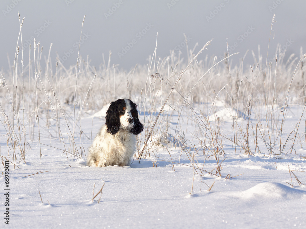 Fototapeta premium Spaniel in winter