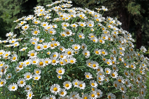 Margeriten - Leucanthemum photo