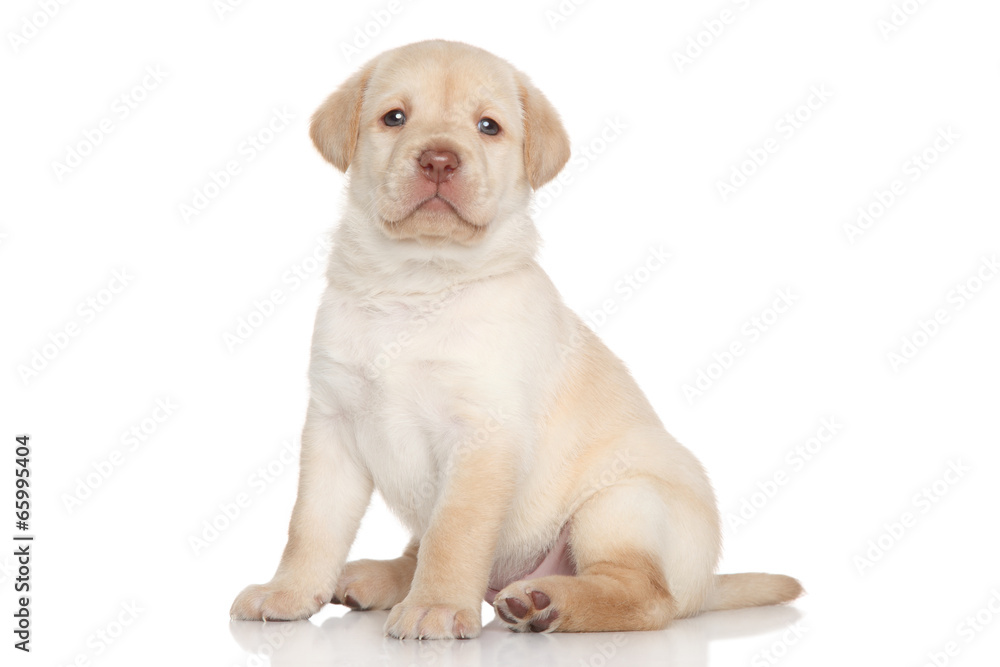 Labrador retriever puppy, portrait