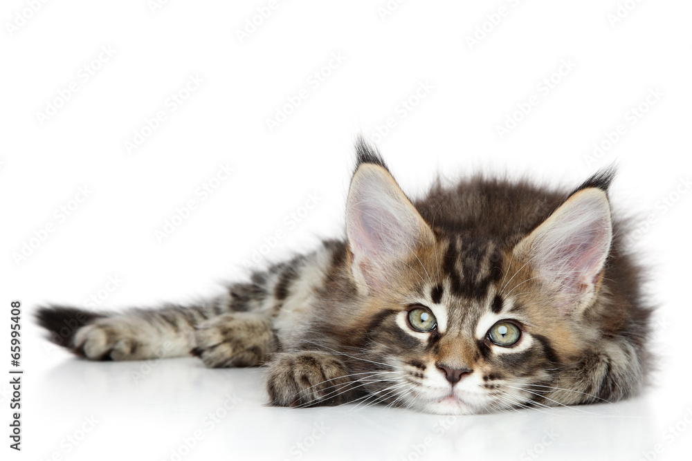 Obraz premium Maine Coon kitten