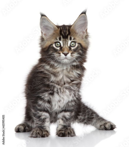 Fototapeta Naklejka Na Ścianę i Meble -  Maine Coon kitten portrait