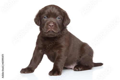 Fototapeta Naklejka Na Ścianę i Meble -  Chocolate Labrador puppy